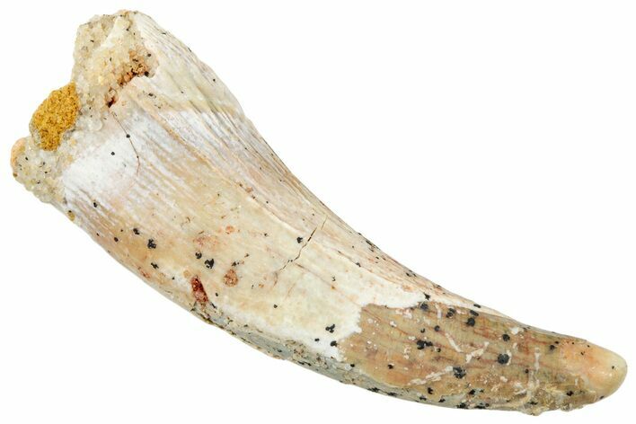 Fossil Pterosaur (Siroccopteryx) Tooth - Morocco #259784